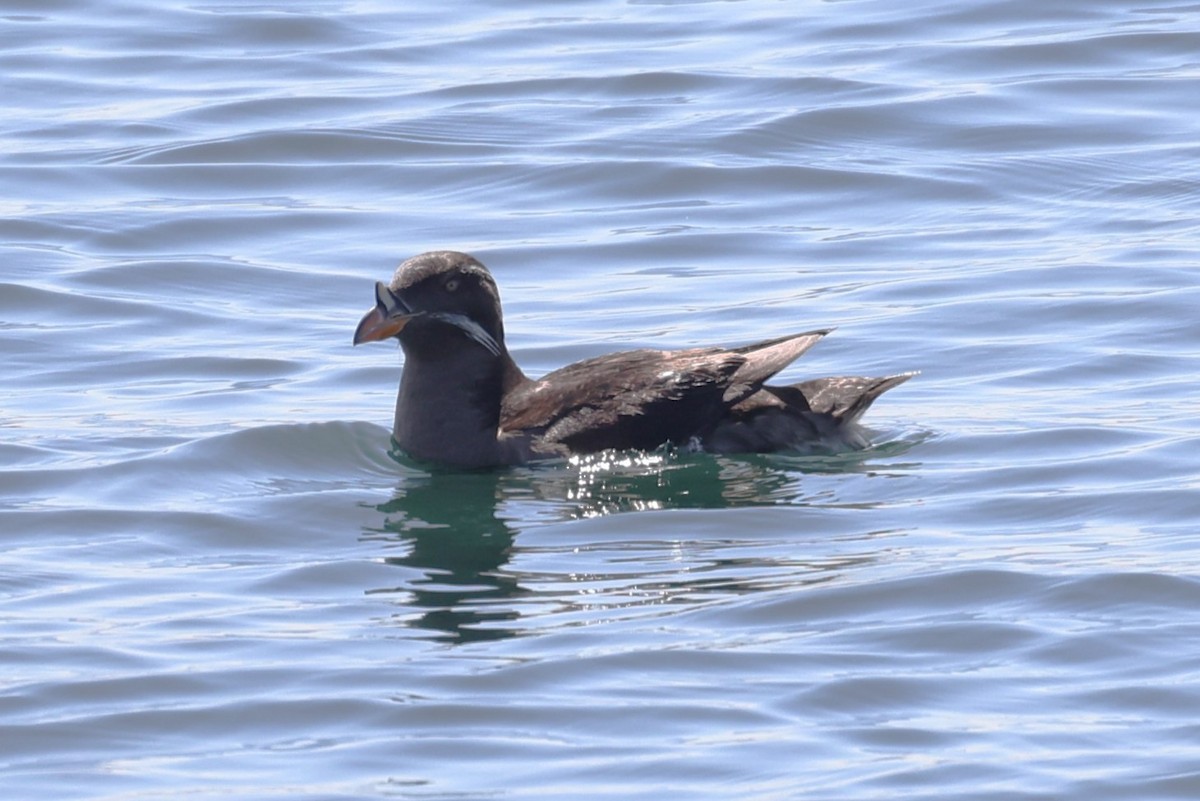 Rhinoceros Auklet - ML613824274