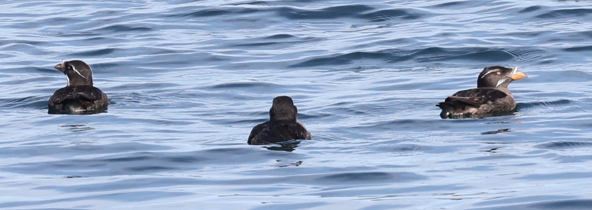 Rhinoceros Auklet - Kathy Richardson