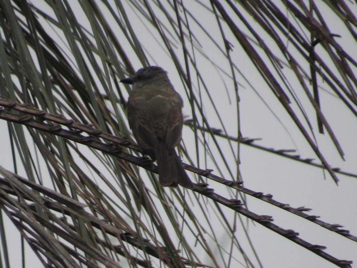 Tropical Kingbird - ML613824286