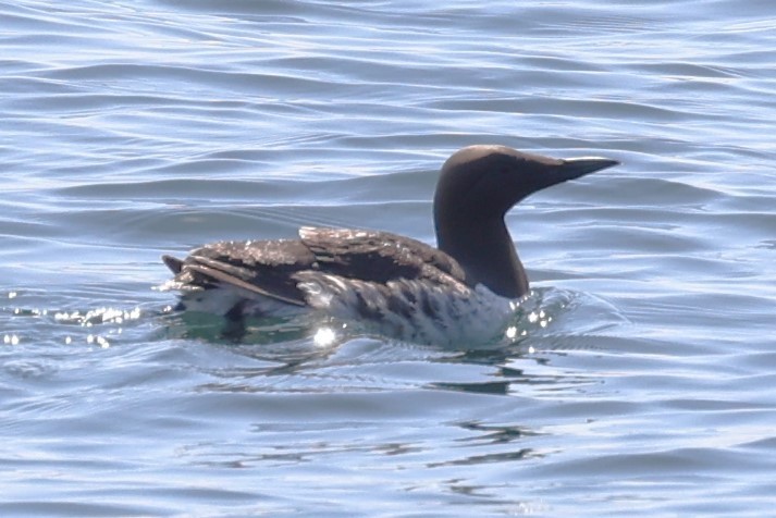 Common Murre - Kathy Richardson