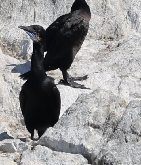 Brandt's Cormorant - Kathy Richardson