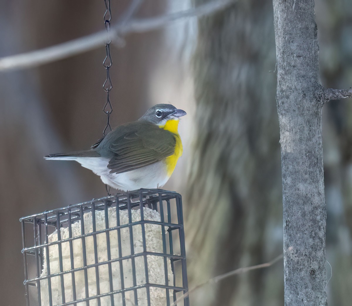 Yellow-breasted Chat - ML613824354