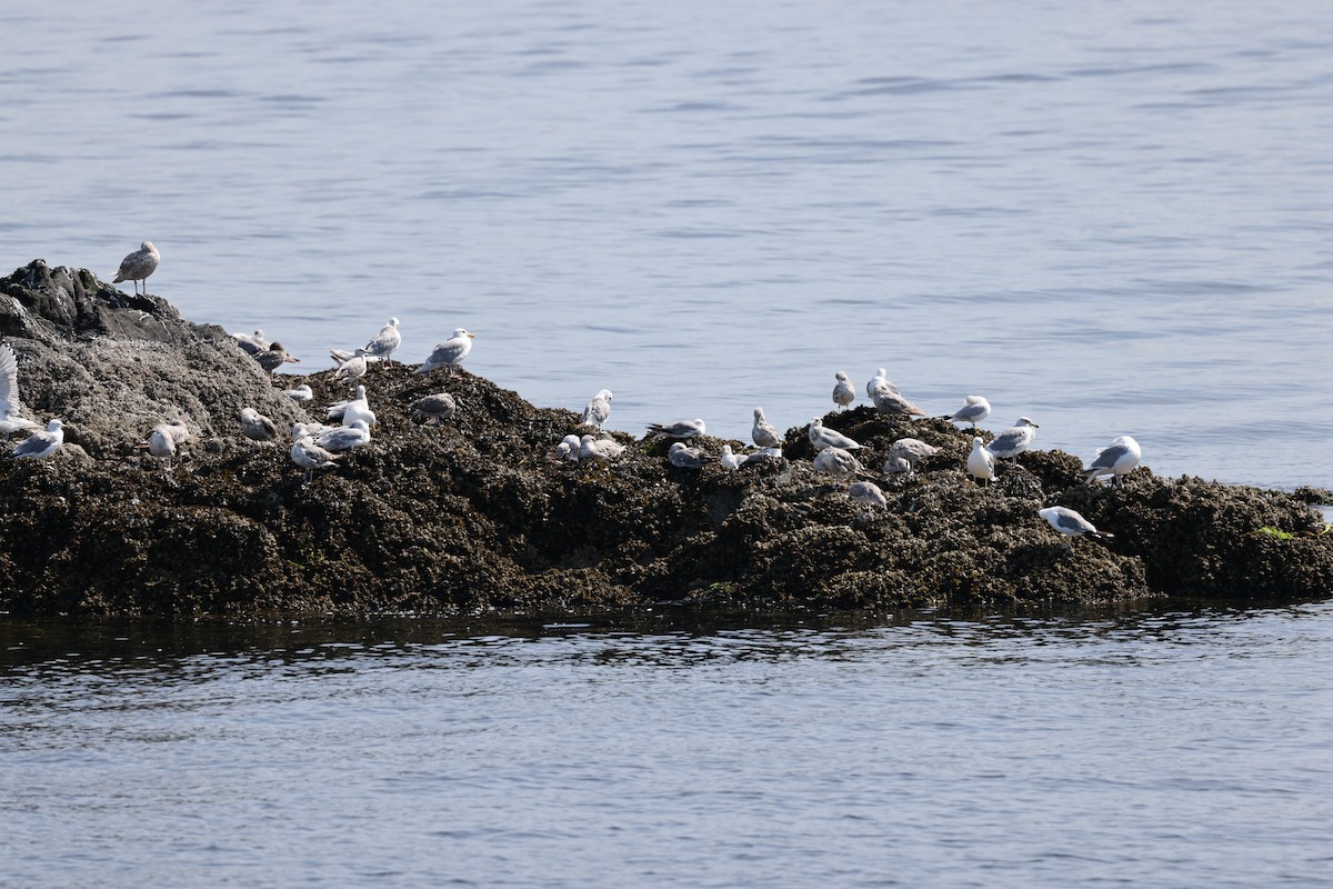 Glaucous-winged Gull - ML613824373