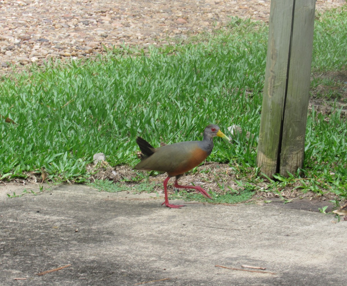 Giant Wood-Rail - ML613824413