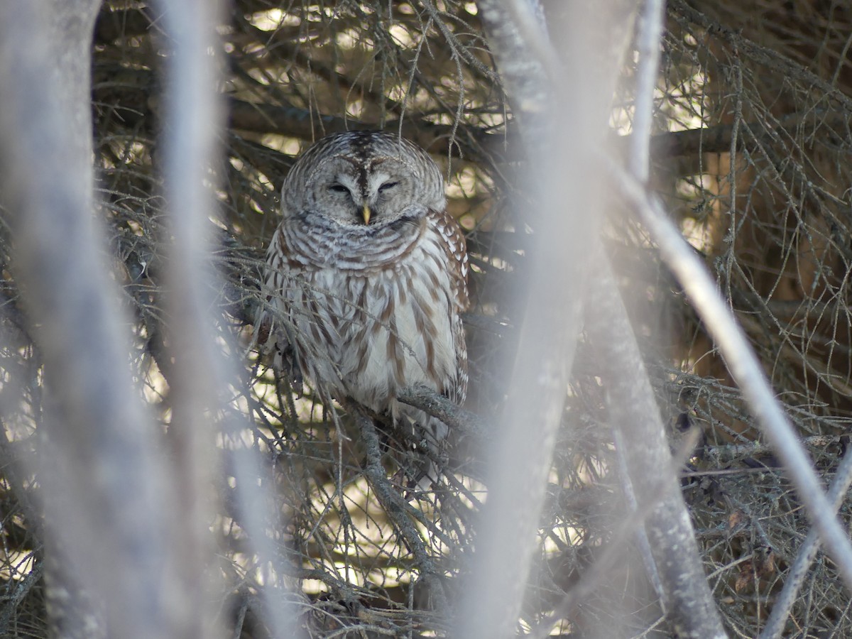 Barred Owl - ML613824432