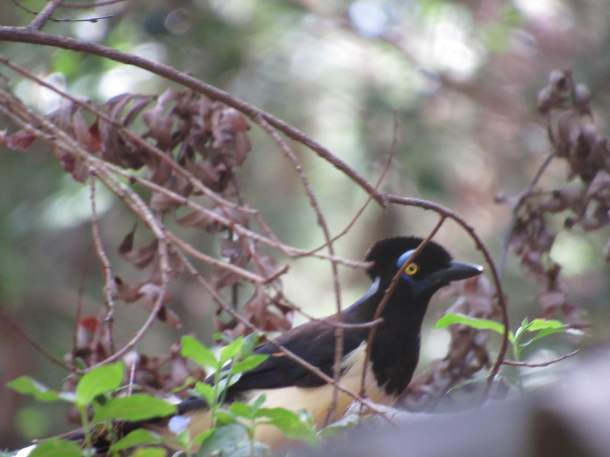 Plush-crested Jay - ML613824470