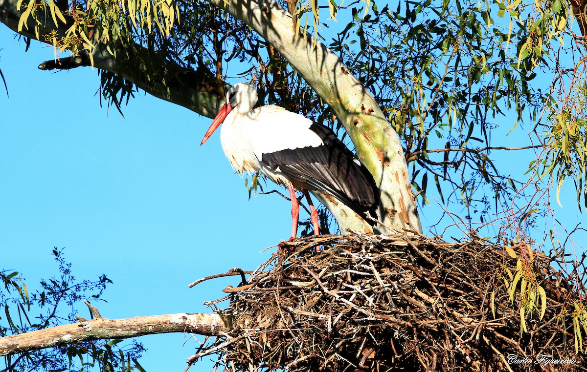 White Stork - ML613824514