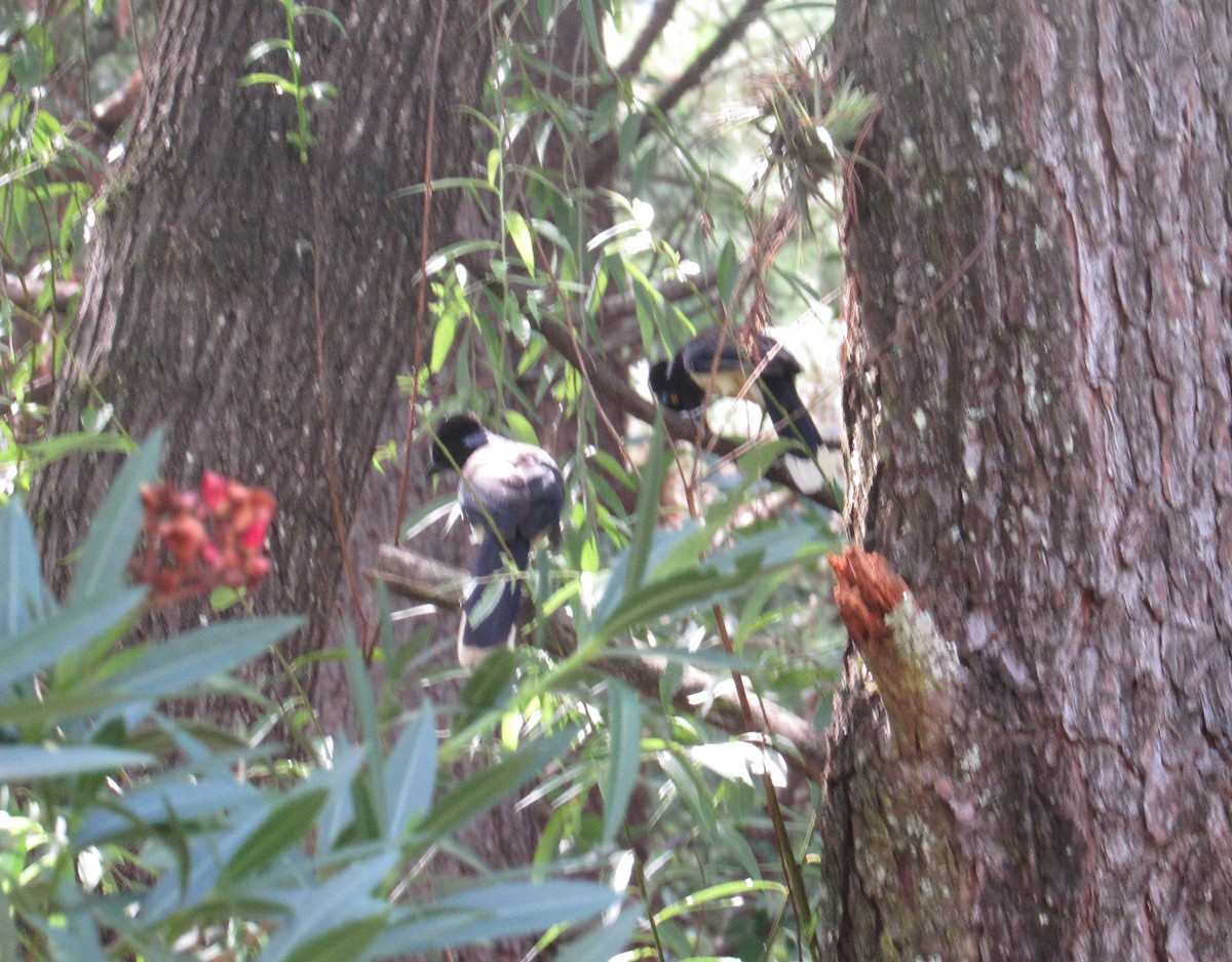 Plush-crested Jay - ML613824537