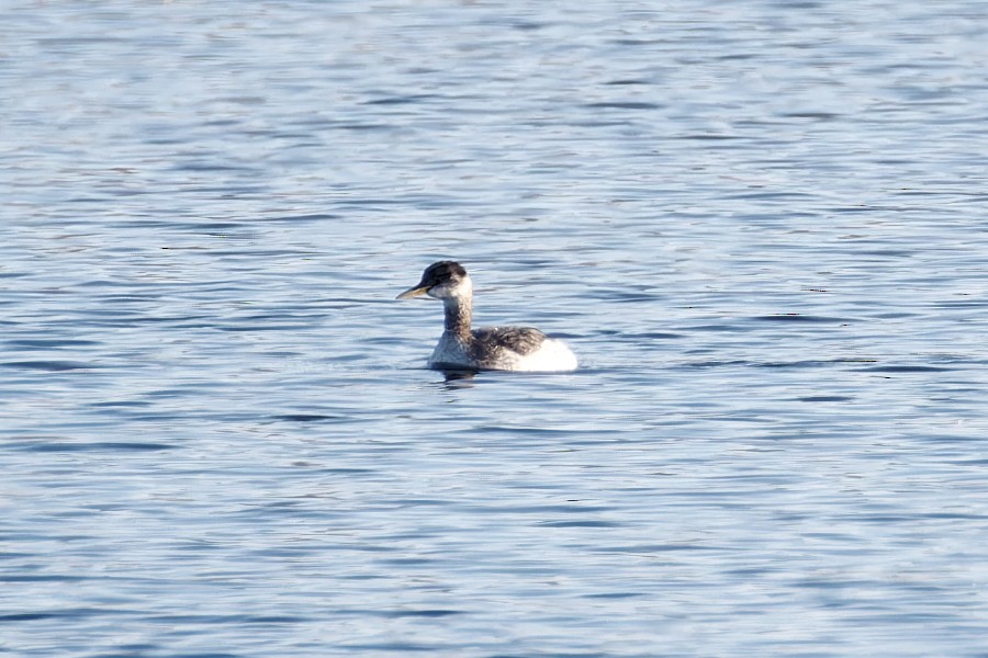 赤頸鸊鷉 - ML613824576