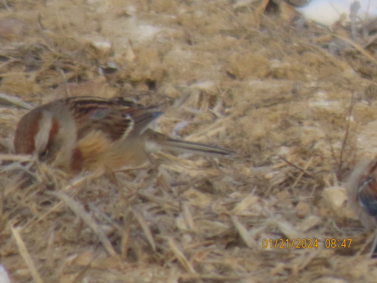 American Tree Sparrow - ML613824581