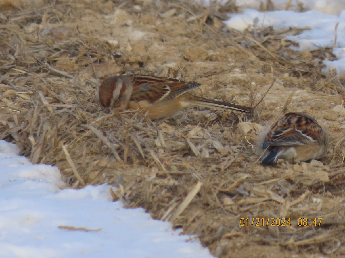 American Tree Sparrow - ML613824582