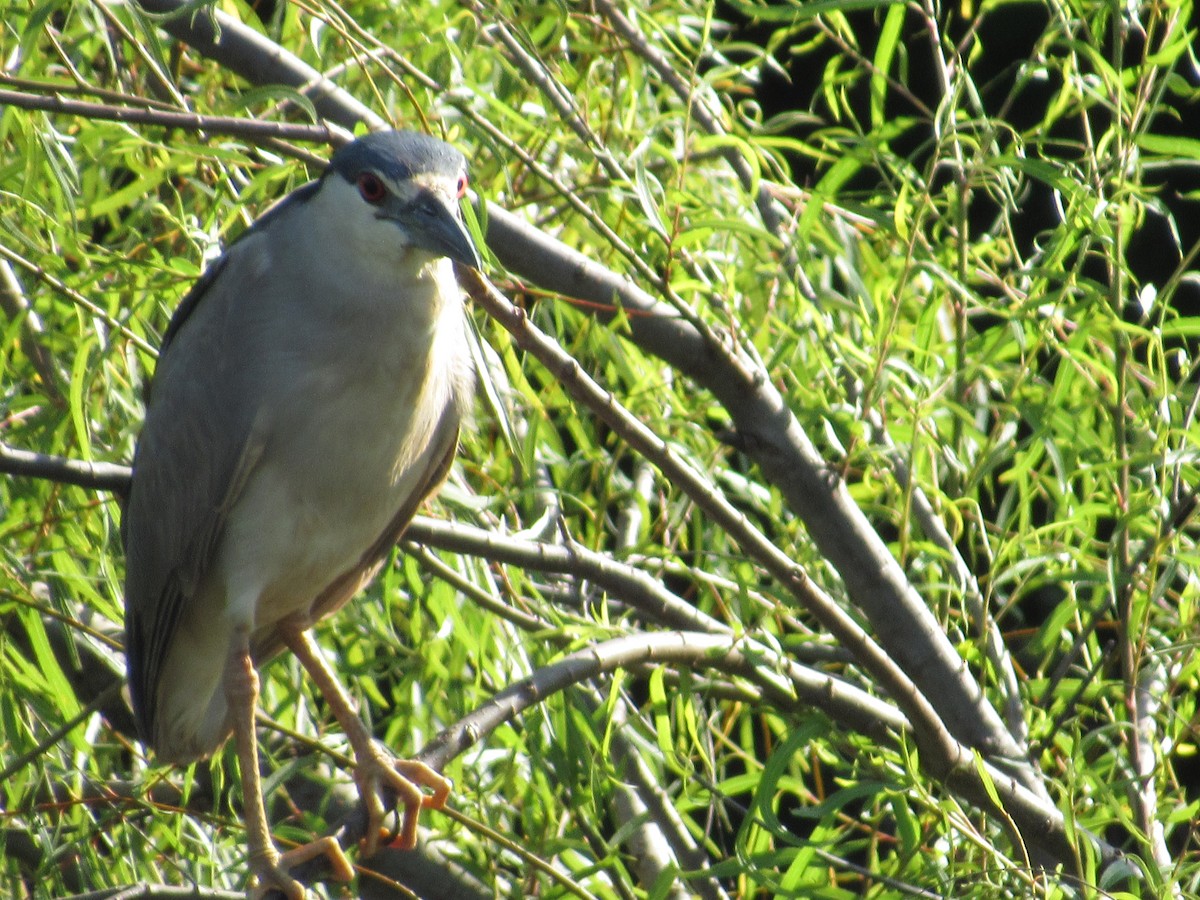 Black-crowned Night Heron - ML613824611