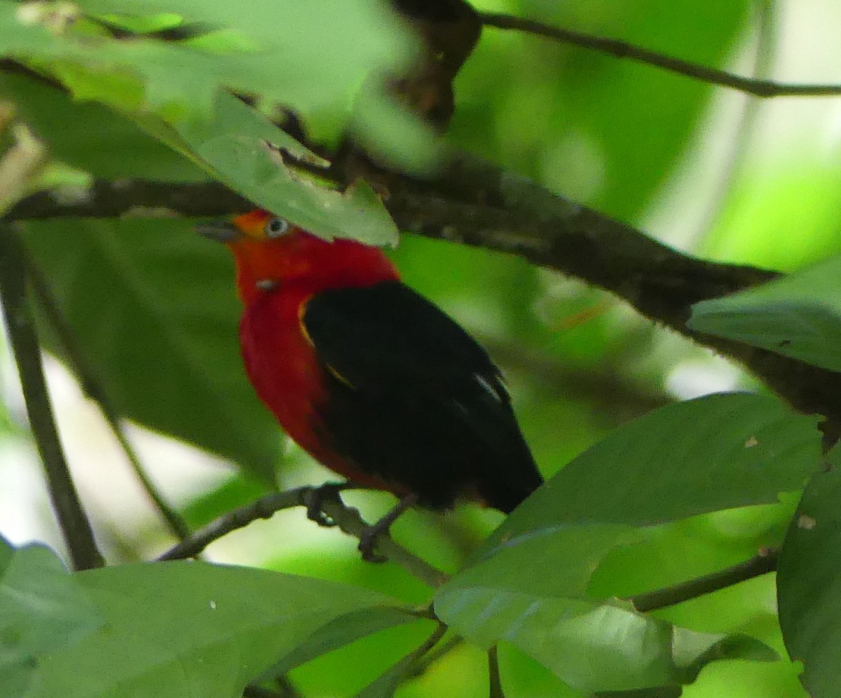 Crimson-hooded Manakin - ML613824624