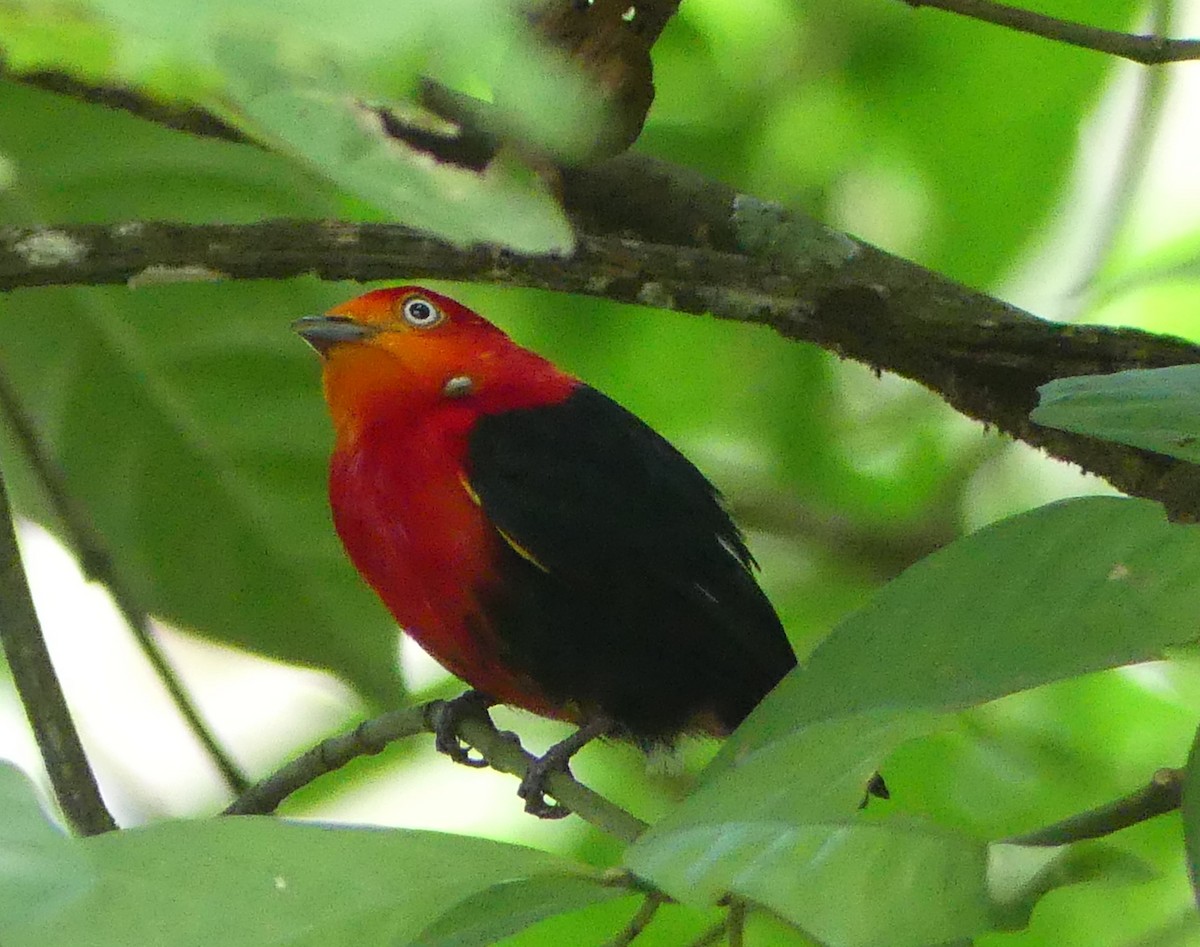 Crimson-hooded Manakin - ML613824625