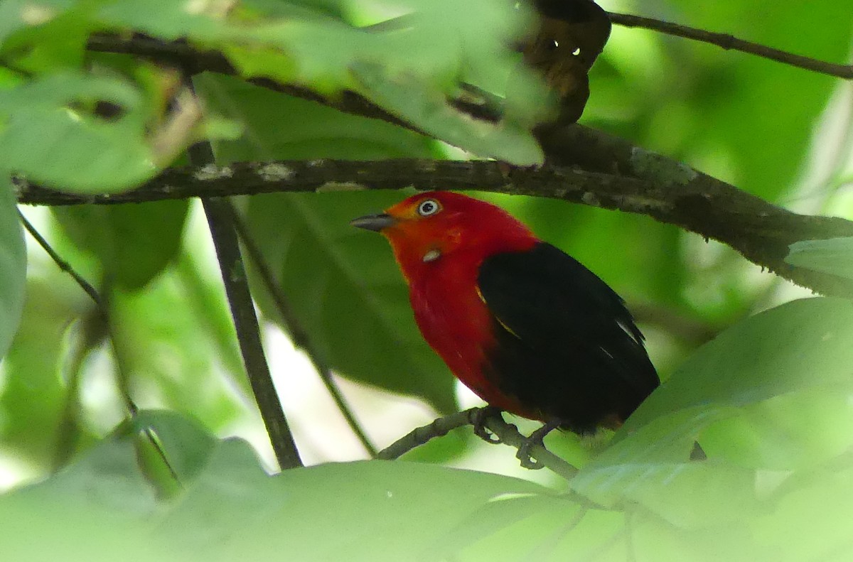 Crimson-hooded Manakin - Robin Duska