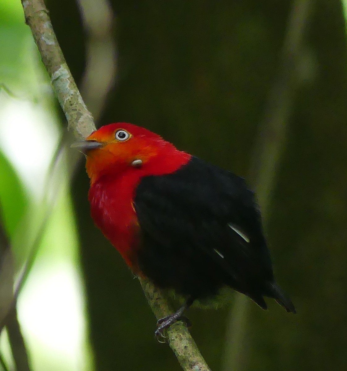 Crimson-hooded Manakin - Robin Duska