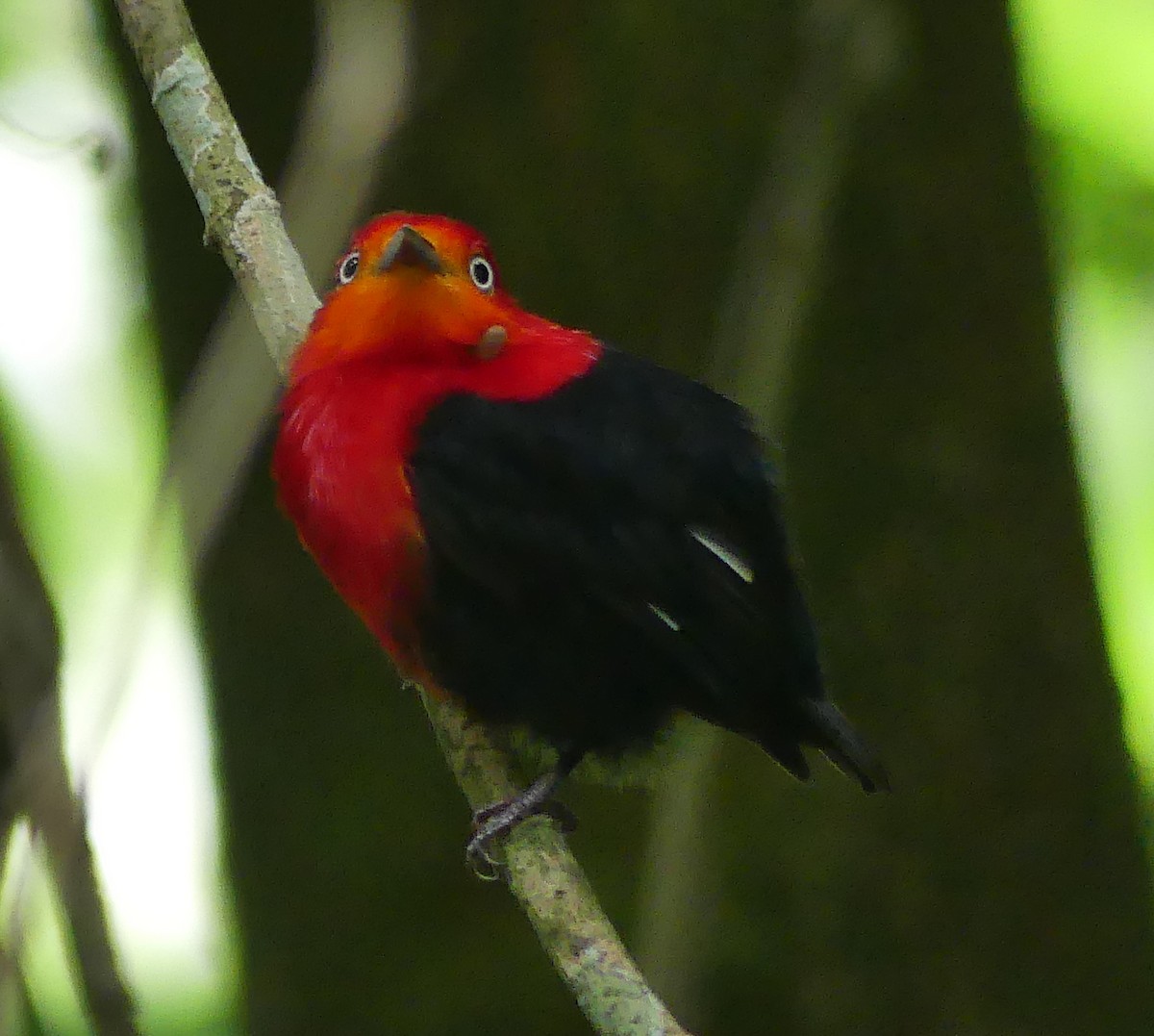 Crimson-hooded Manakin - ML613824630