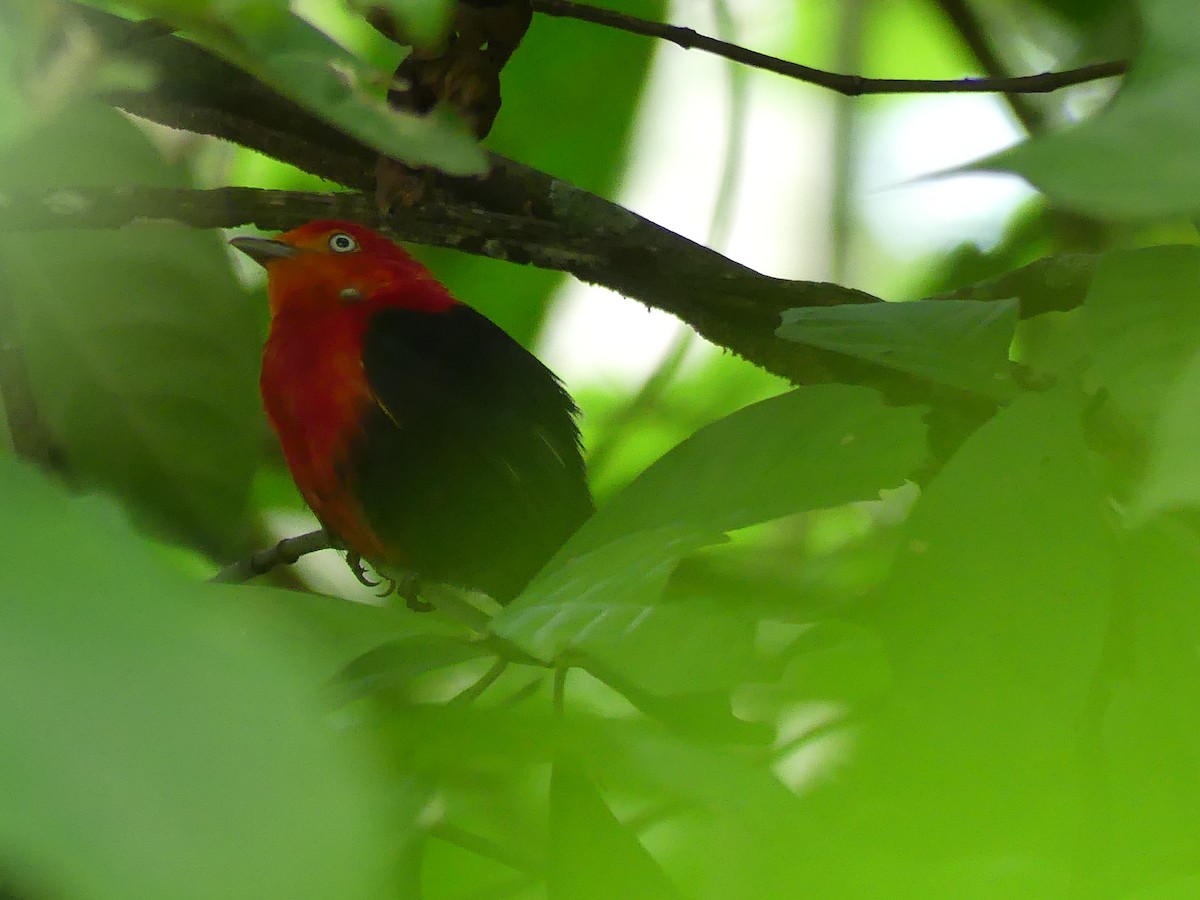 Crimson-hooded Manakin - ML613824631