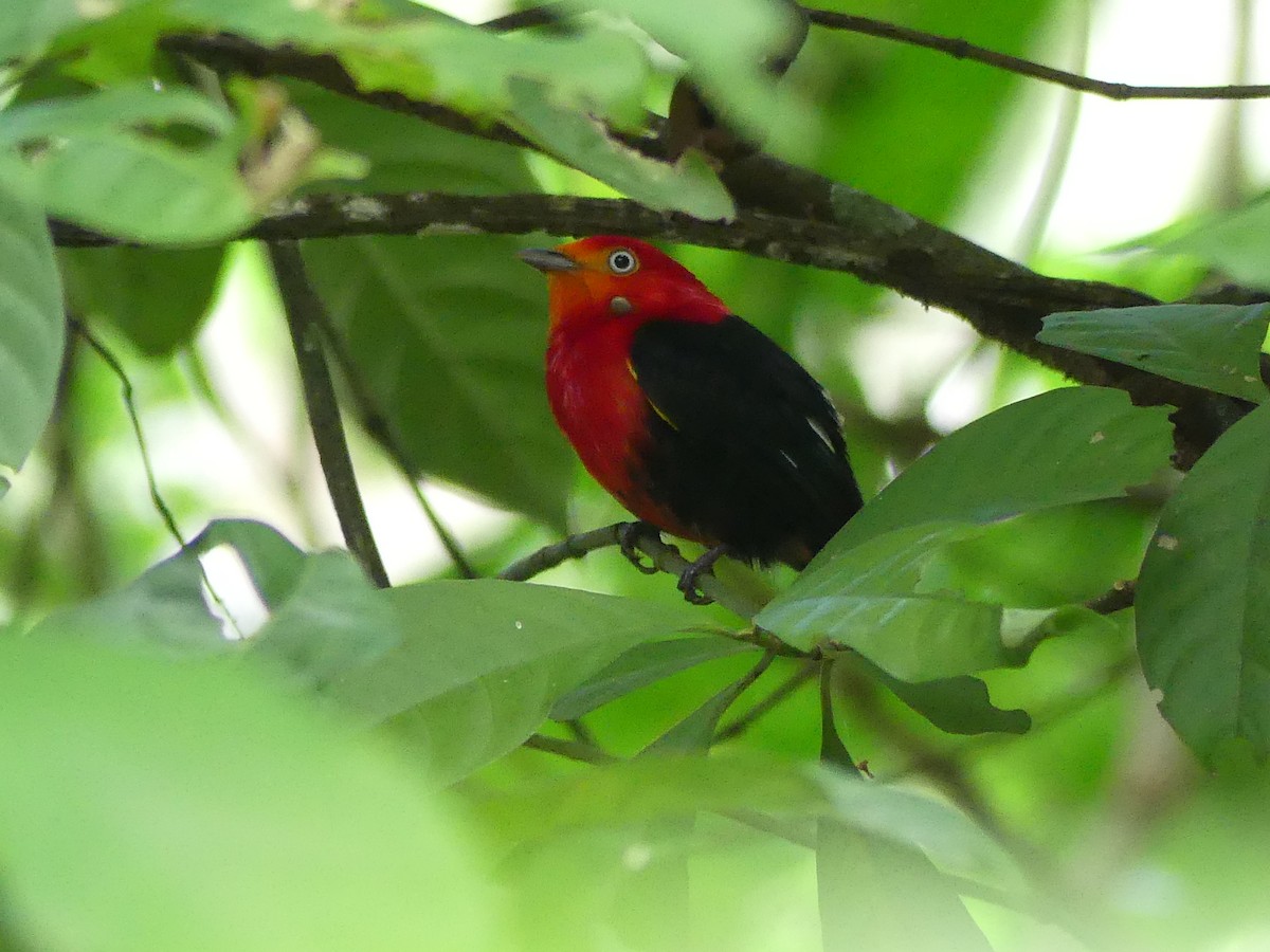 Crimson-hooded Manakin - ML613824632