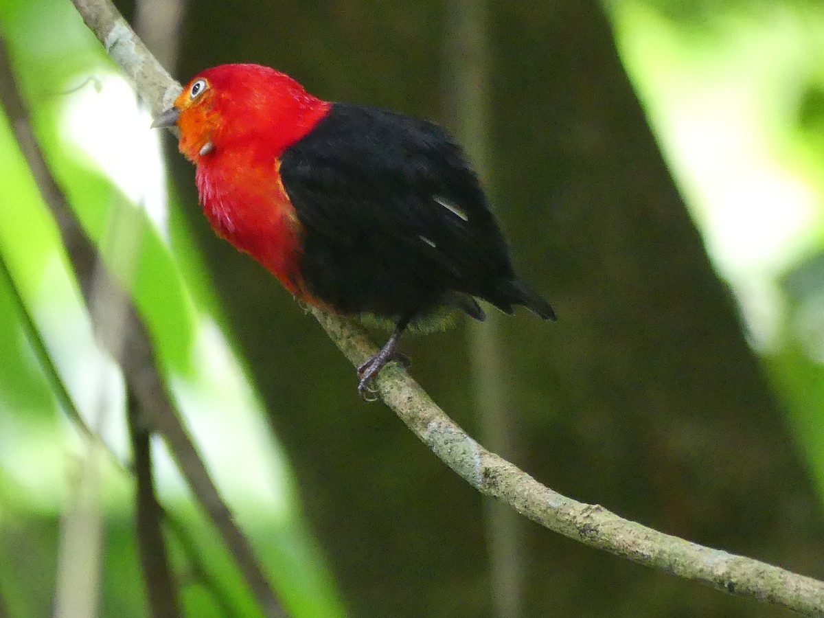 Crimson-hooded Manakin - ML613824633