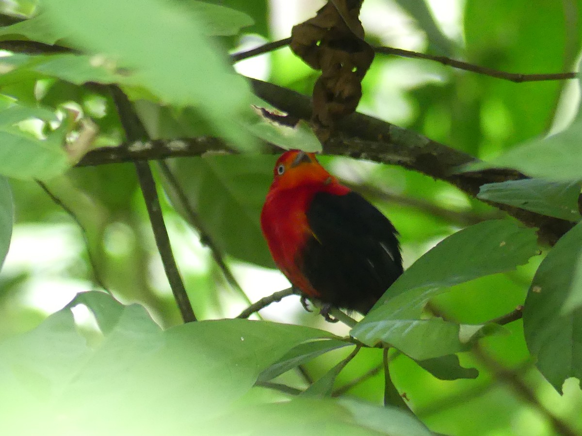 Crimson-hooded Manakin - ML613824635