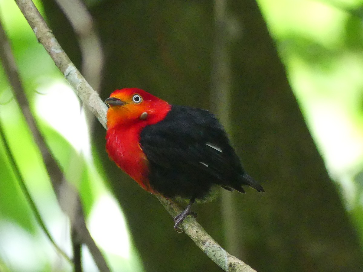 Crimson-hooded Manakin - ML613824636