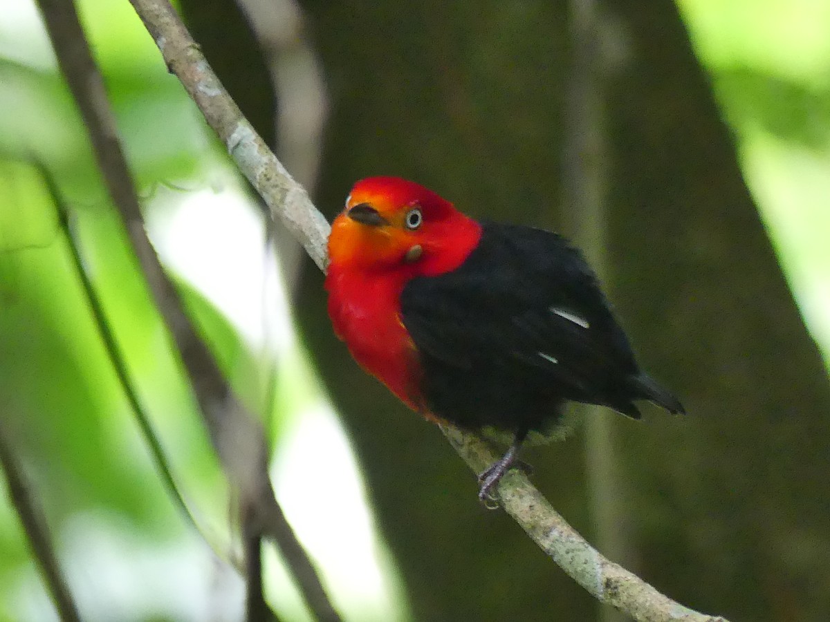 Crimson-hooded Manakin - ML613824638