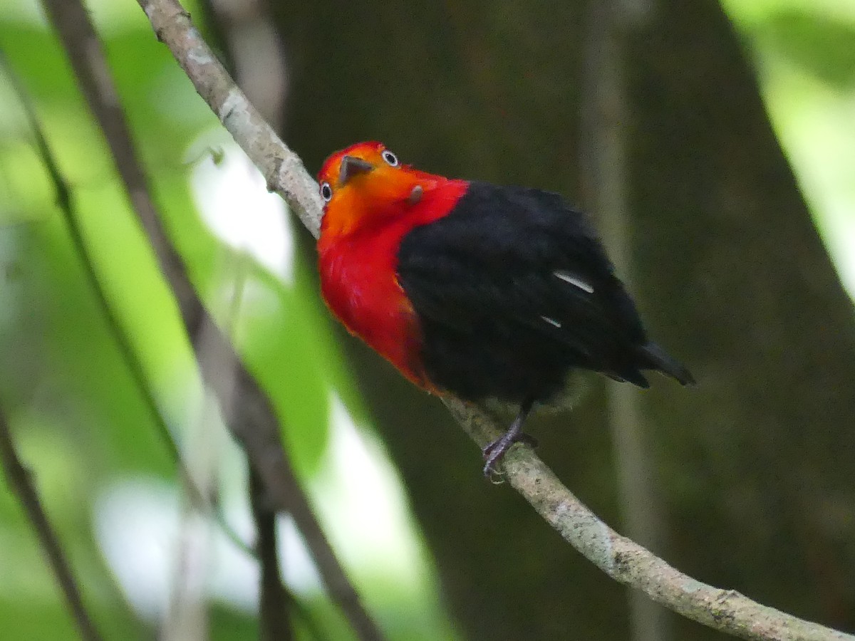 Crimson-hooded Manakin - ML613824642