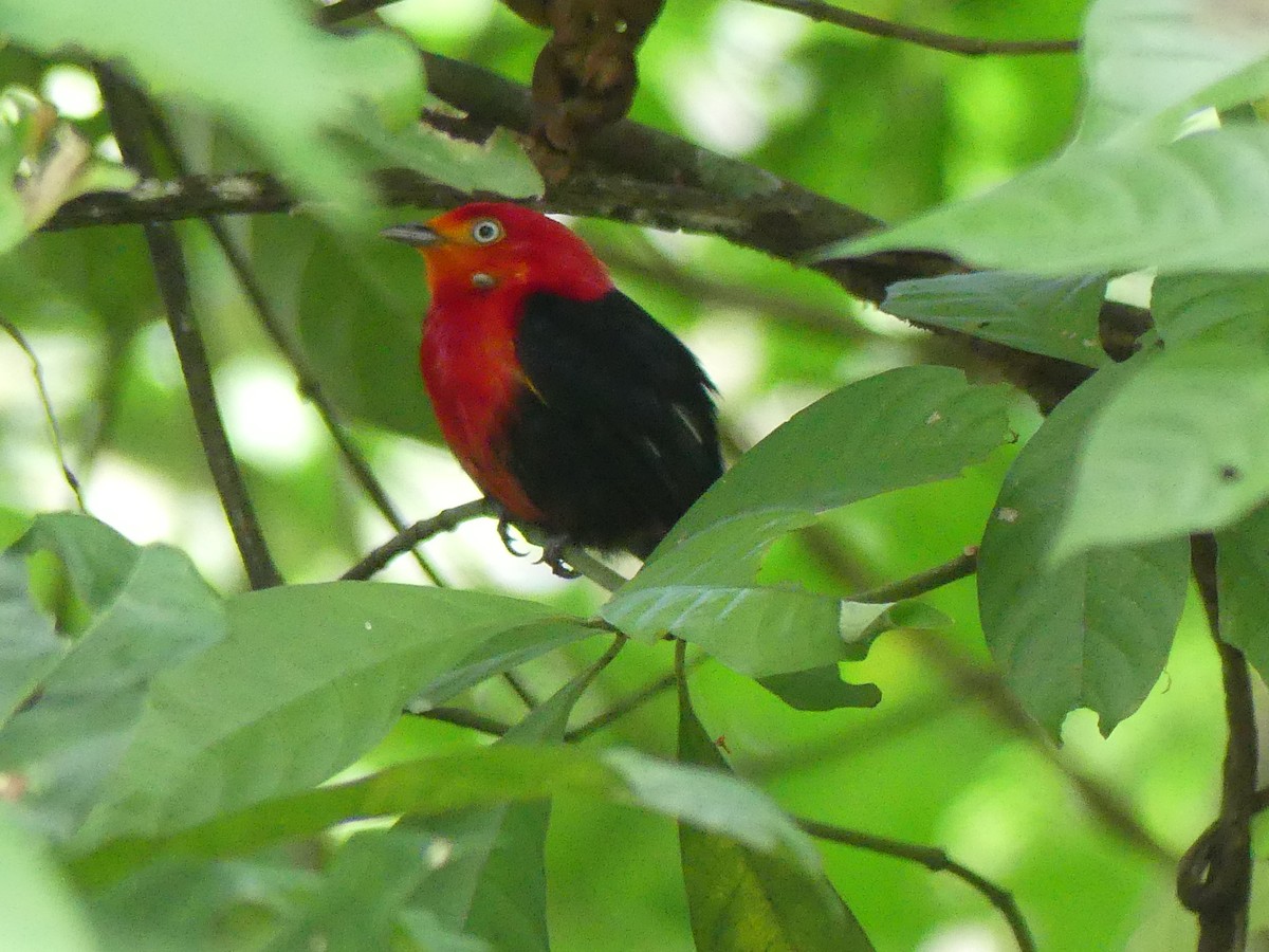 Crimson-hooded Manakin - ML613824643