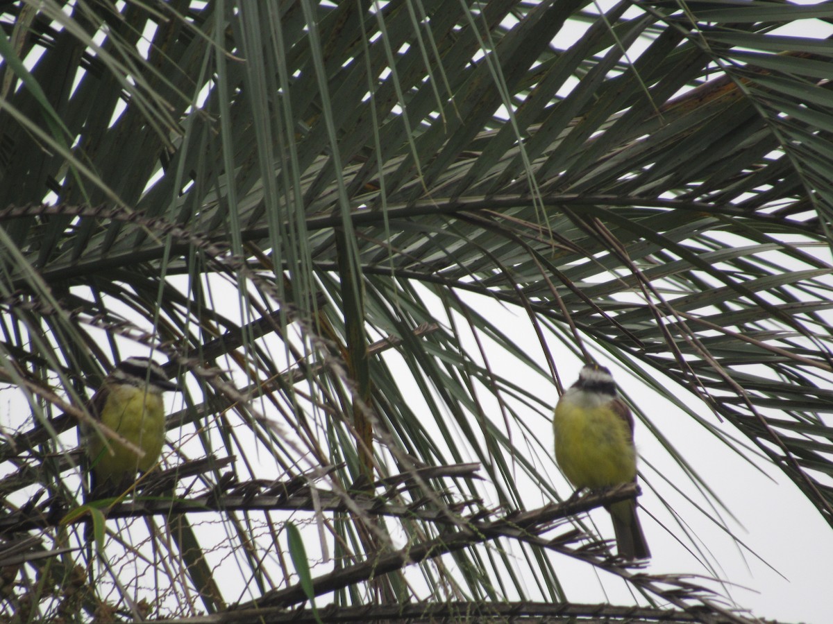 Great Kiskadee - ML613824666