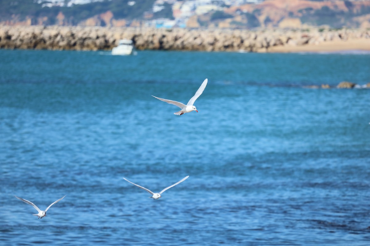 Gaviota Cabecinegra - ML613824669