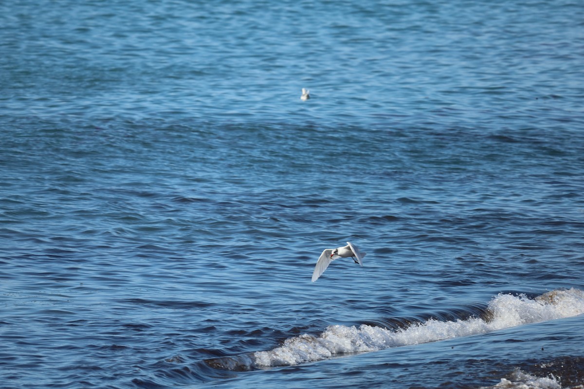 Mediterranean Gull - ML613824671