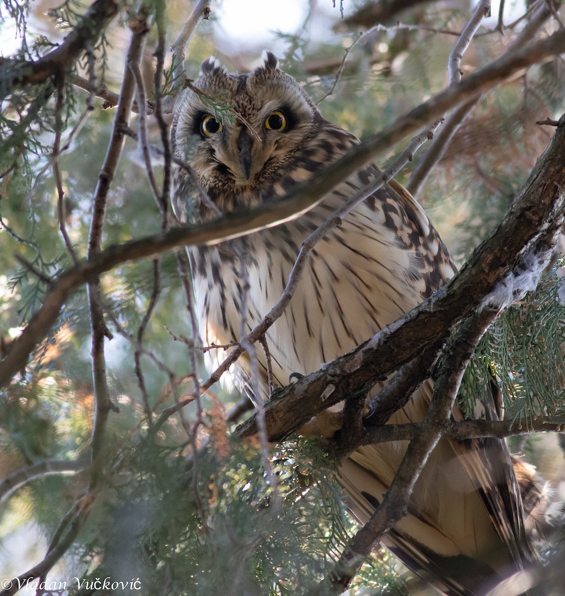 Short-eared Owl - ML613824683