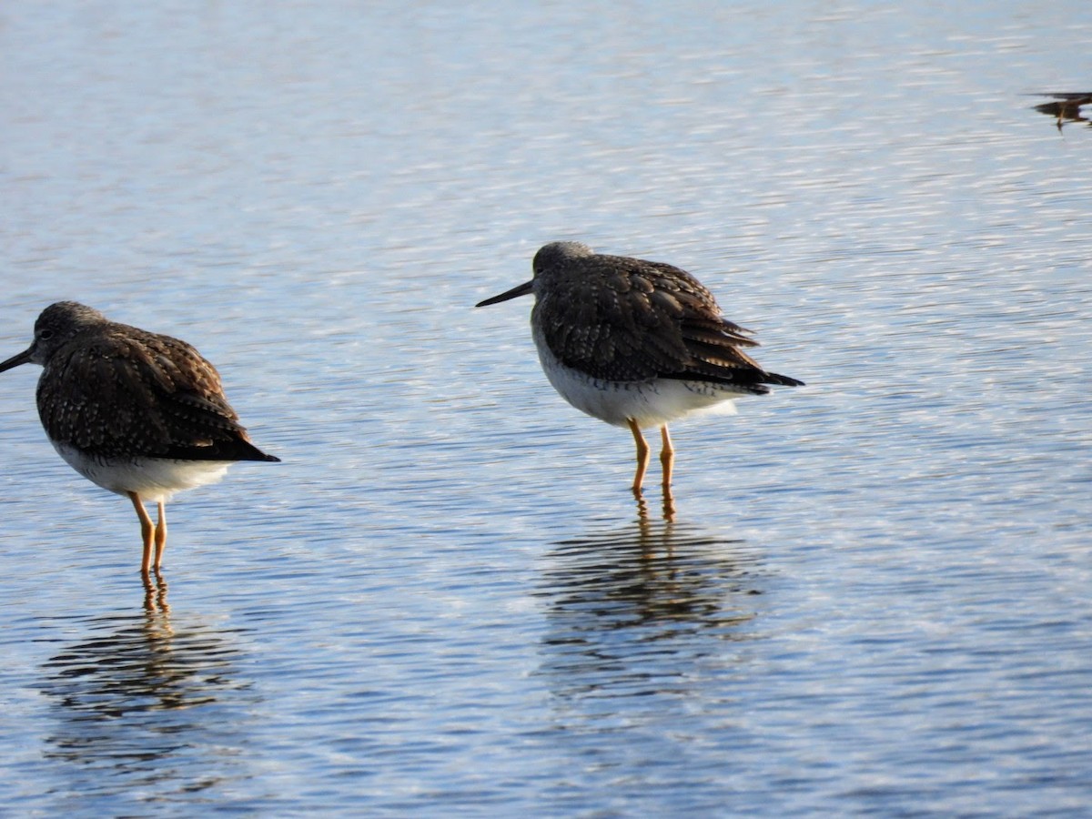 Greater Yellowlegs - ML613824691