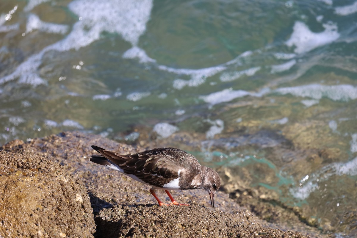 Ruddy Turnstone - ML613824724