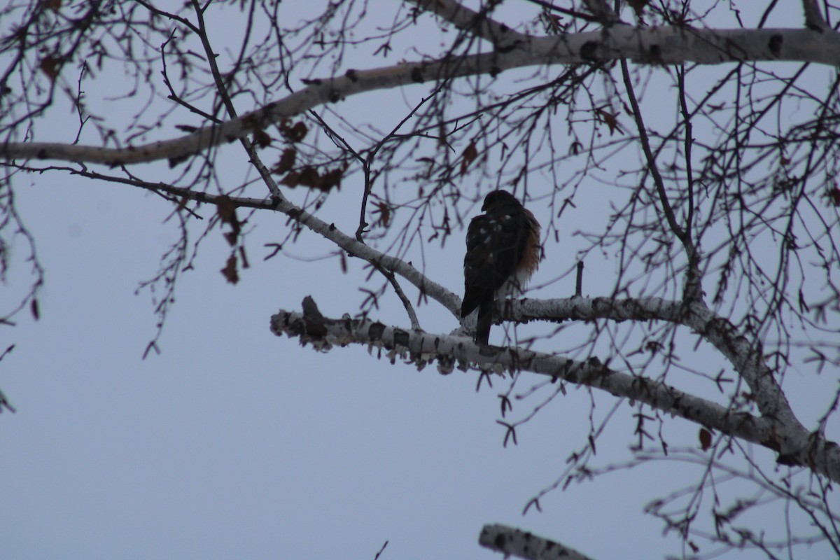 Sharp-shinned Hawk - Norbert Schuster