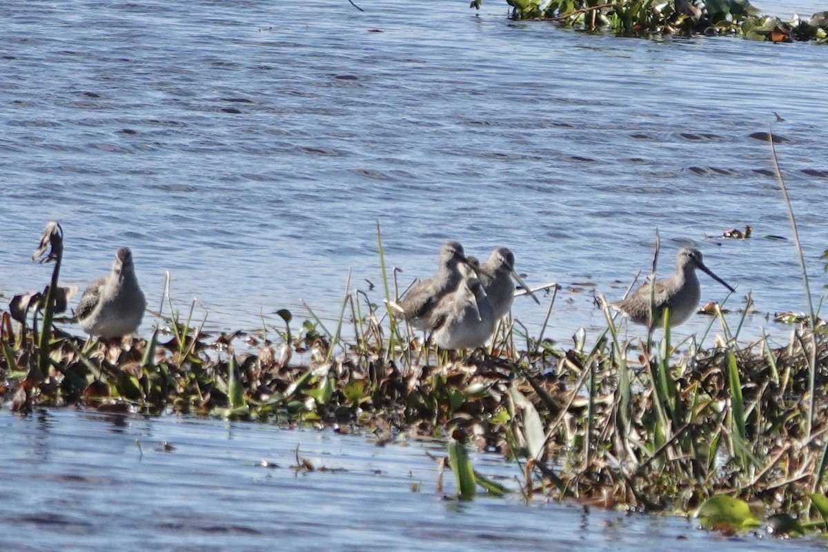 Long-billed Dowitcher - ML613824734