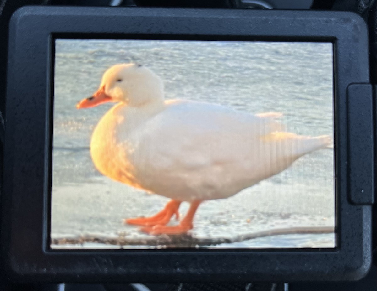 Mallard (Domestic type) - ML613824751