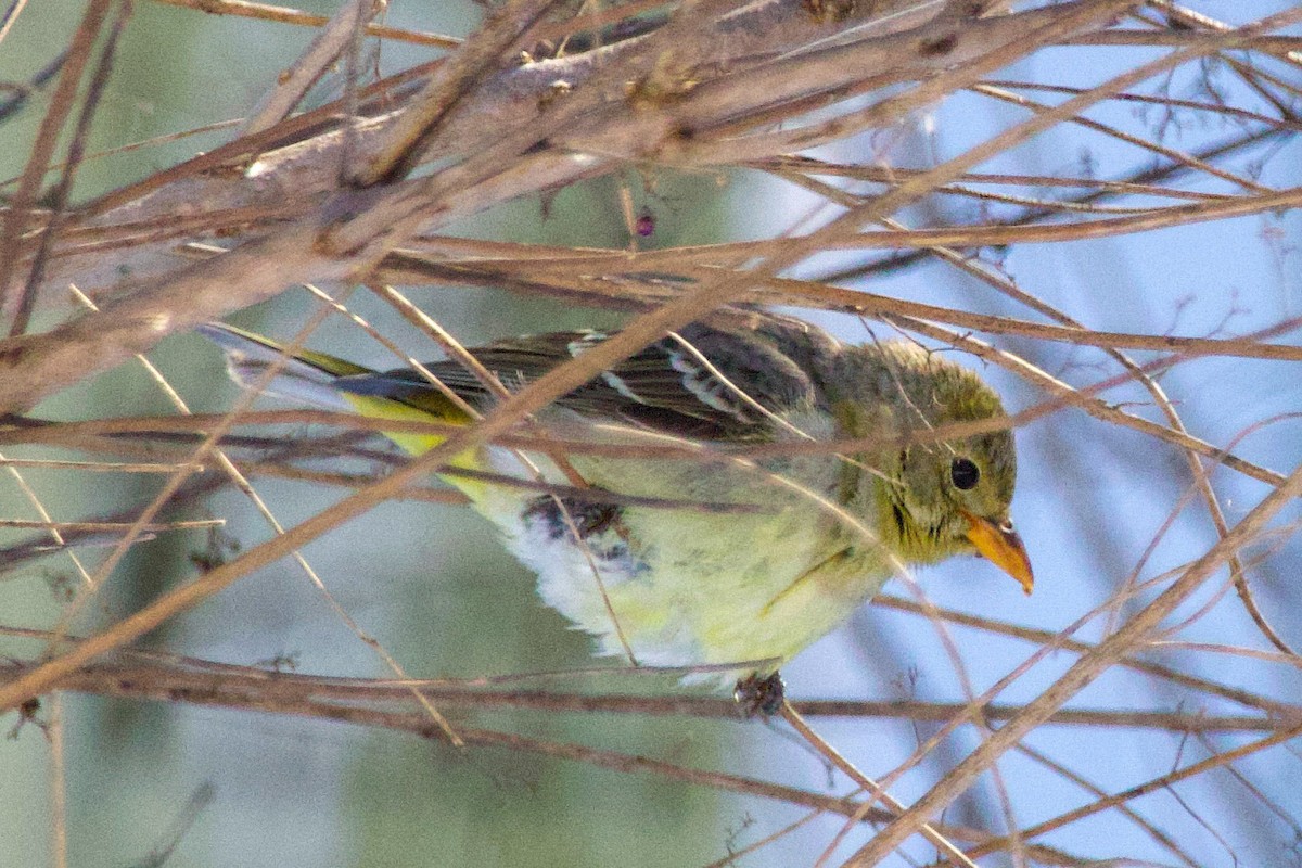 Western Tanager - ML613824761