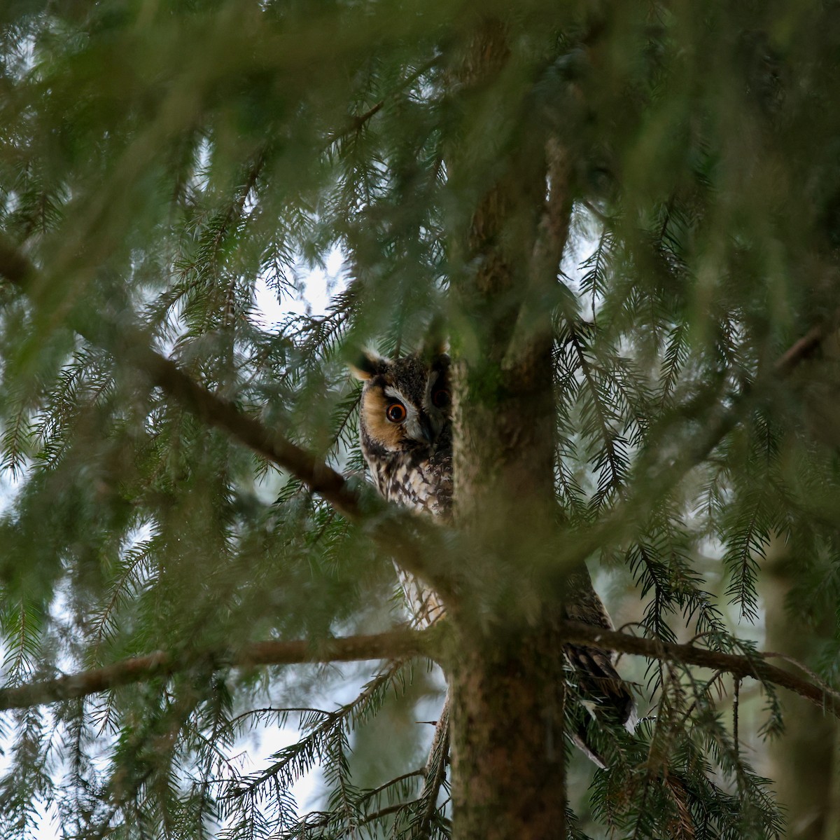 Long-eared Owl - Sebastian Ekbom