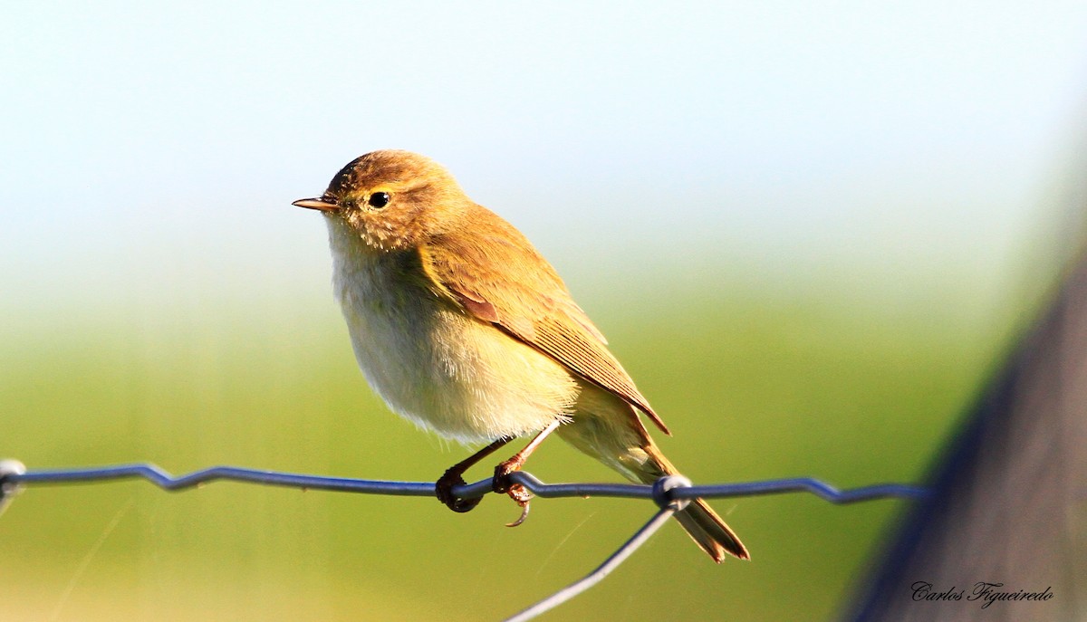 Common Chiffchaff - ML613824814