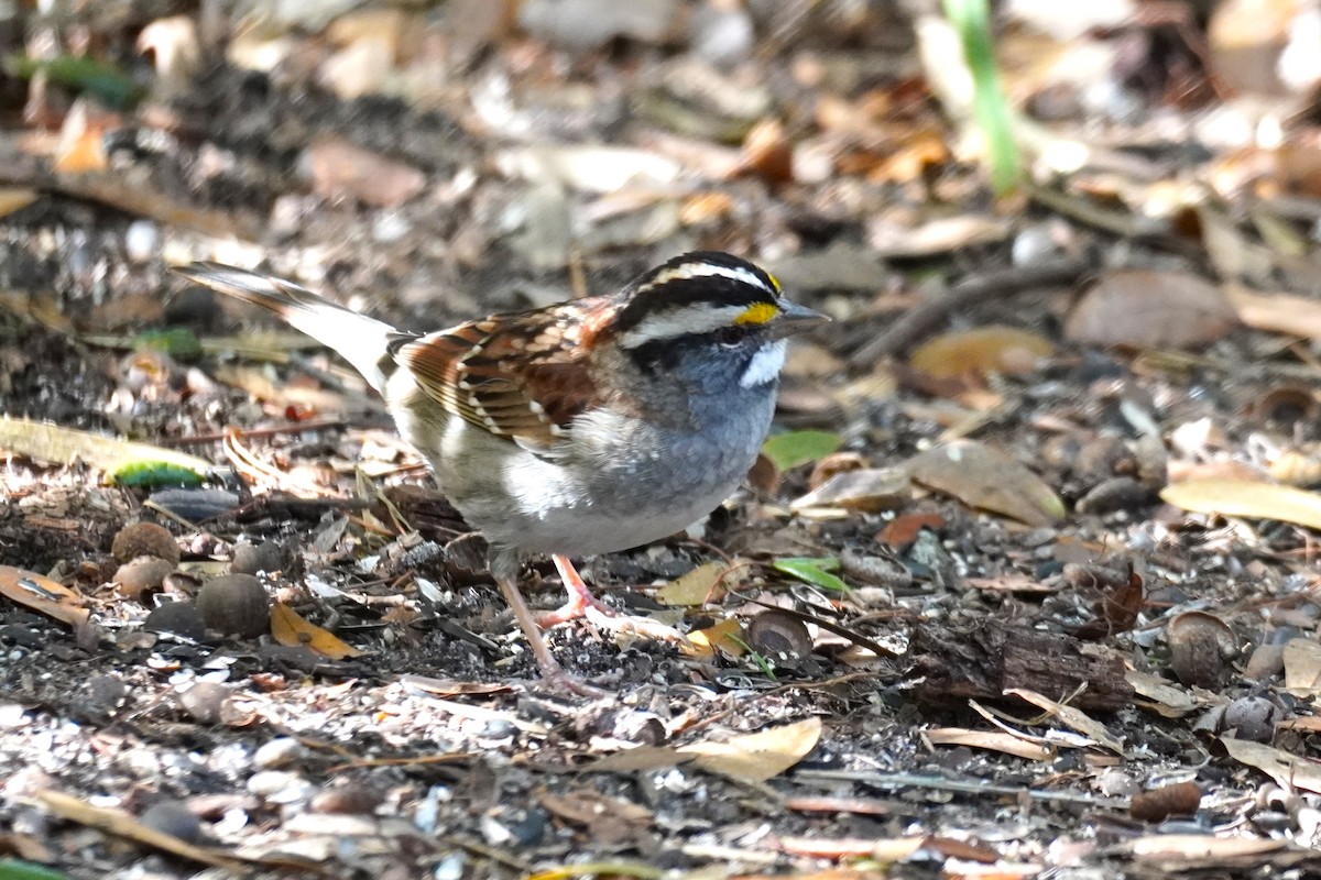 White-throated Sparrow - Karen Stanmore