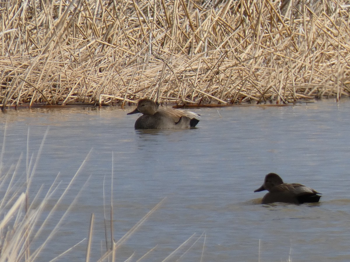 Gadwall - ML613824901