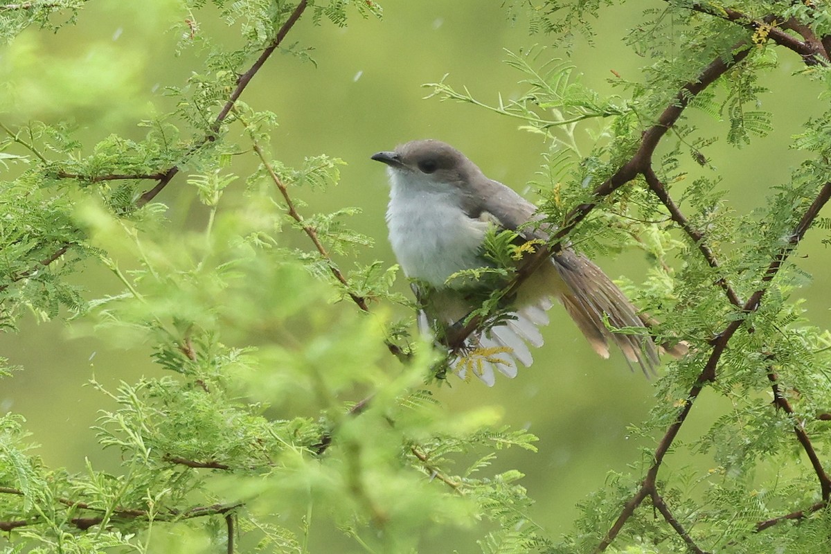 Ash-colored Cuckoo - ML613824918