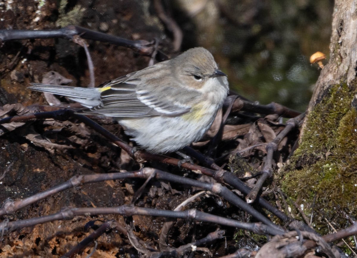 Yellow-rumped Warbler (Myrtle) - ML613824929