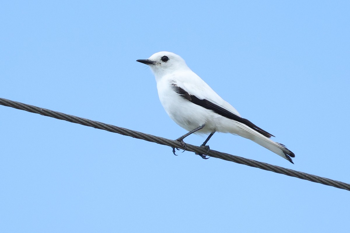 White Monjita - Daniel Engelbrecht - Birding Ecotours