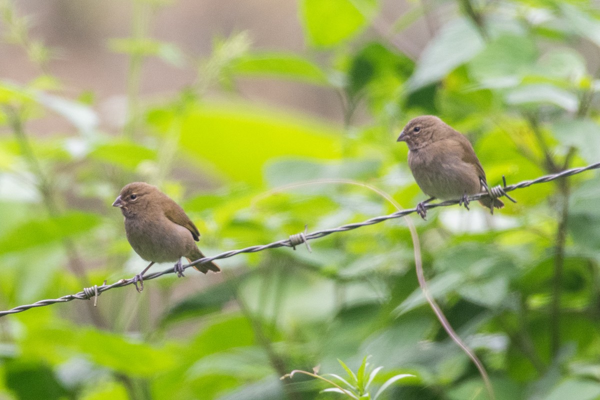 Yellow-faced Grassquit - Cody Limber