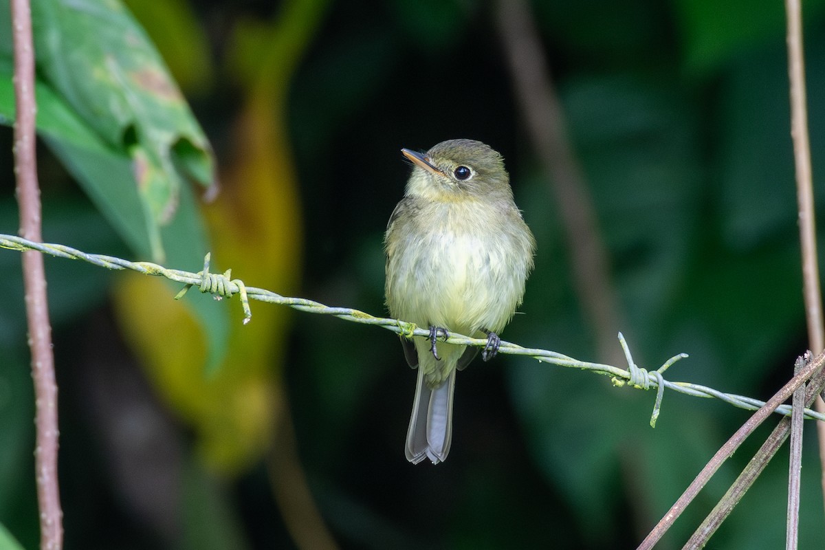 Yellow-bellied Flycatcher - ML613824971