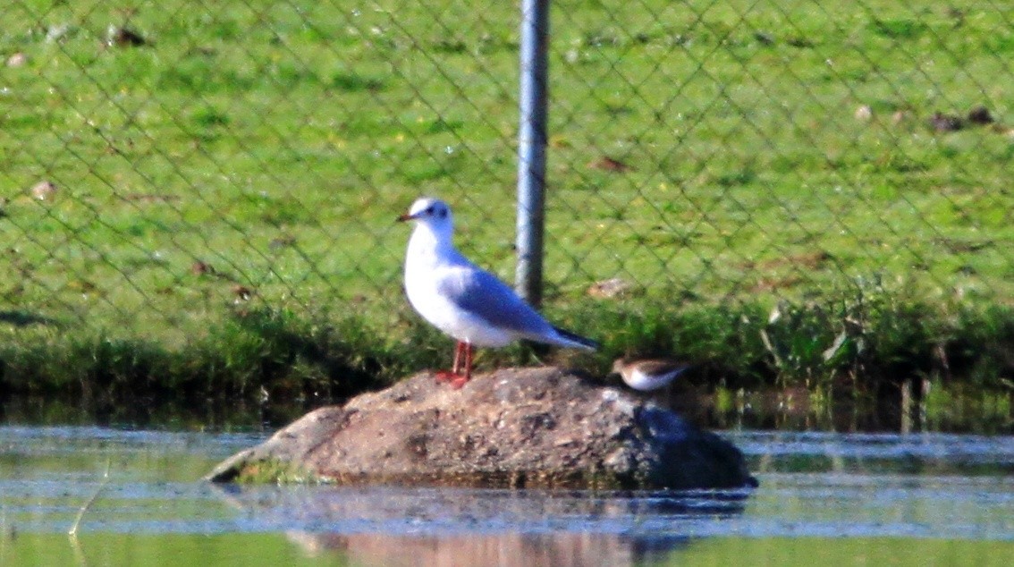 Black-headed Gull - ML613825003