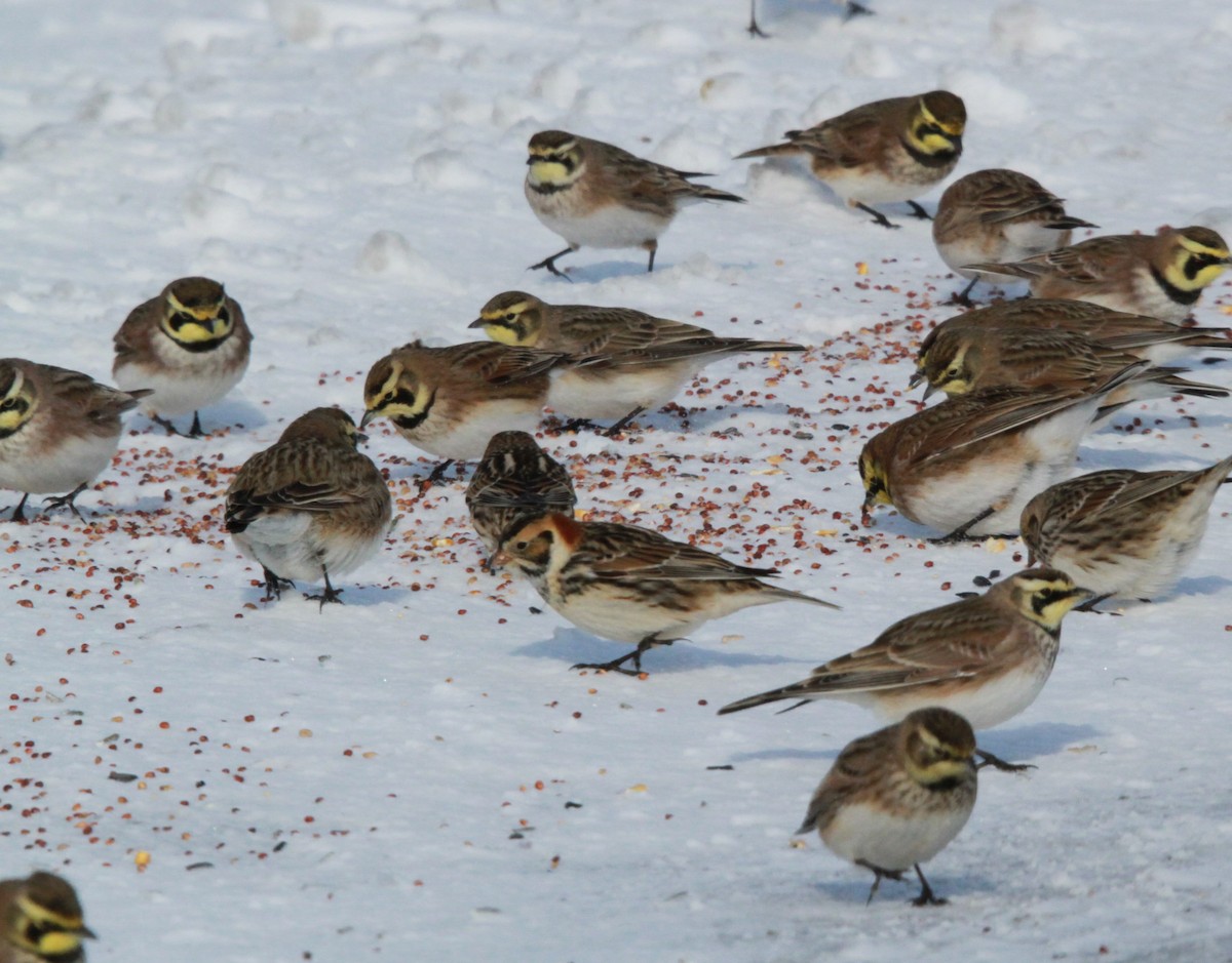 Lapland Longspur - ML613825057